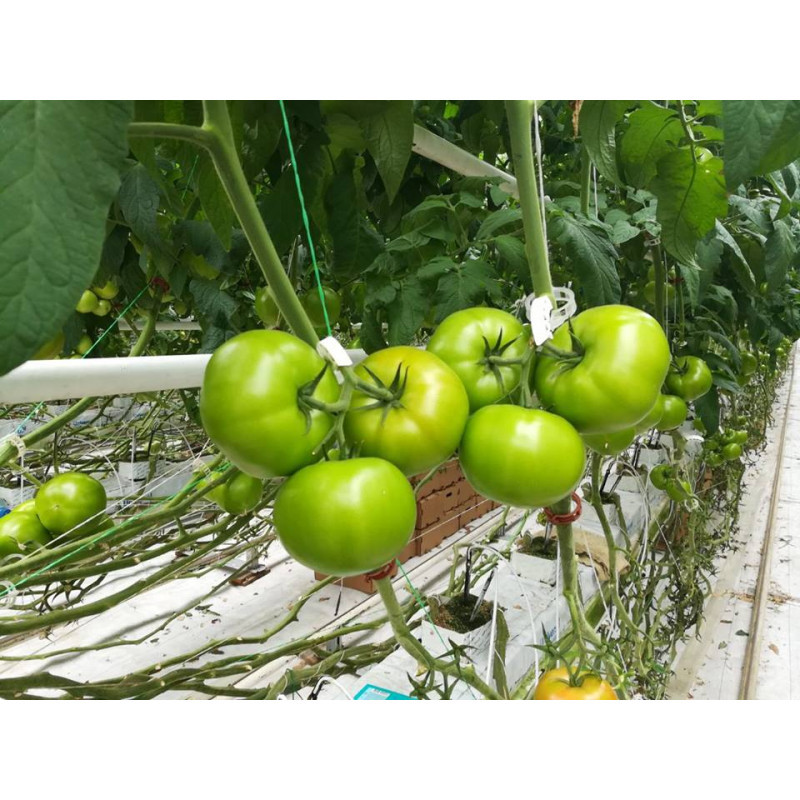 Rijpende tomaten