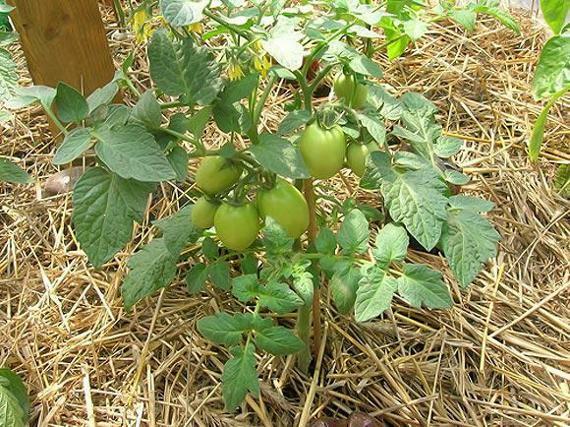 Kada raste rajčice u stakleniku je vrlo važno osigurati povrtarstvo povoljne uvjete za rast i razvoj.