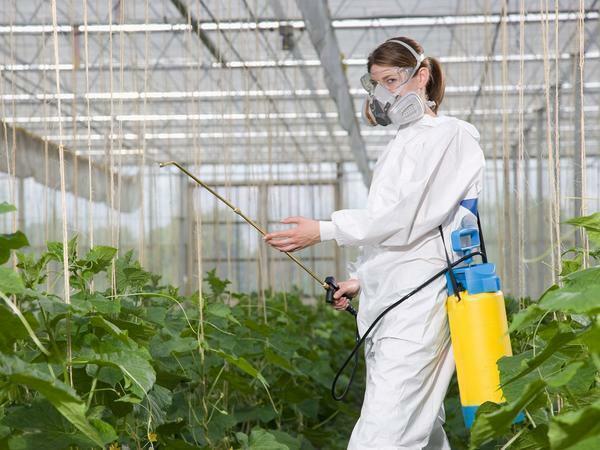 Kasvuhooned töötlemine kevadel vastu haigused ja kahjurid: maandumine polükarbonaadist kui maad harida ja pinnase