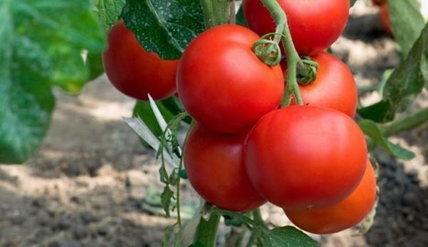 Como beliscar tomate nas etapas de efeito estufa: o diagrama direita e vídeo, tomates sem pasynkovaniya