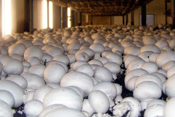 que cogumelos que crescem em uma estufa não dependem da temporada, você pode colher ao longo do ano