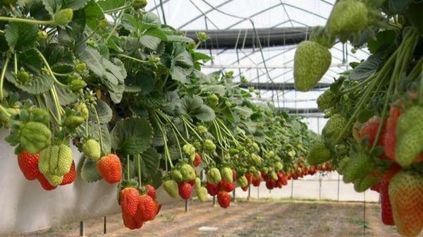 Există mai multe modalități de căpșuni în creștere
