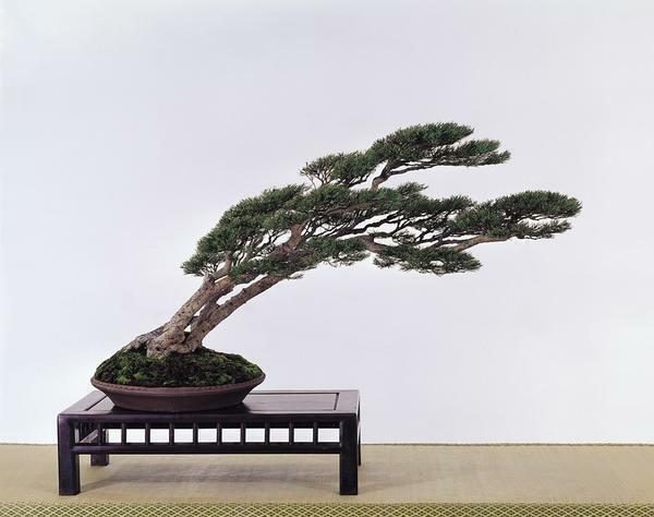 El tronco del viento o Fukinagasi formado de manera que rama y el tronco se inclina en la misma dirección. Esta forma se asemeja a un árbol en pie barrido por el viento permanente en la orilla