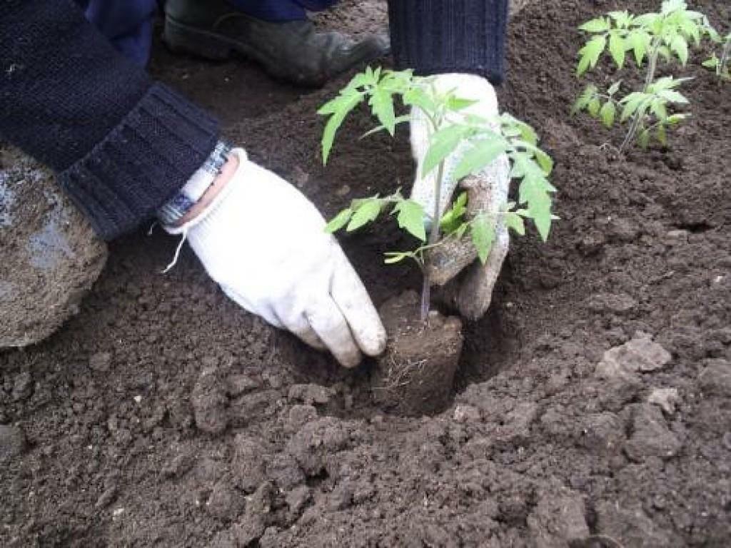 tomates transplanter dans la serre: comment planter, planter et semer dans une culture de la tomate de serre