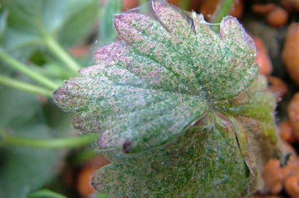 Kampen mot spider kvalster i växthuset: att befria åtgärder, process våren, medel för att förebygga, att förstöra