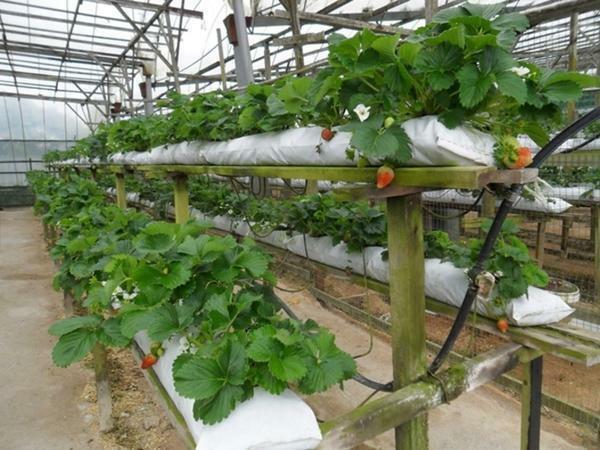 Które są uprawiane w szklarniach: co sadzić rośliny do uprawy, które rosną lepiej, jak siać i sadzić maliny