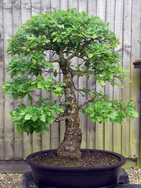 I vores klimatiske forhold er det muligt at dyrke en bonsai eg