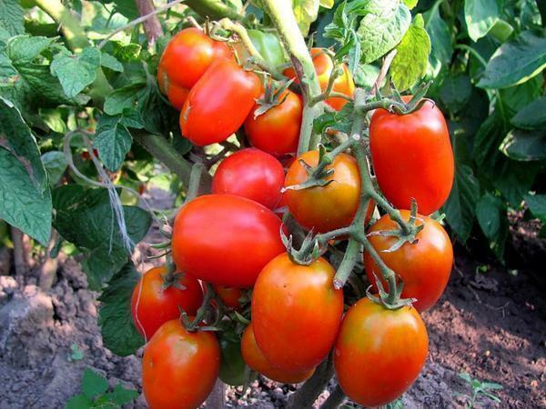 A vantagem de tomates de tamanho inferior, que não exigem pasynkovaniya, que eles não precisam de beliscar