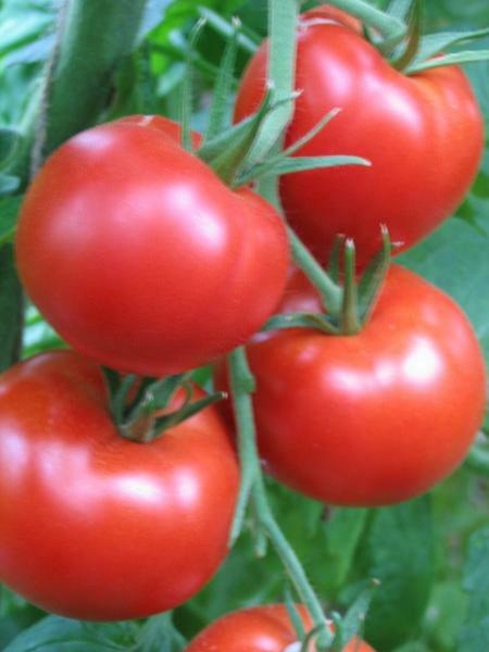 Como cuidar de tomate em estufa - importante questão de jardineiros de juros