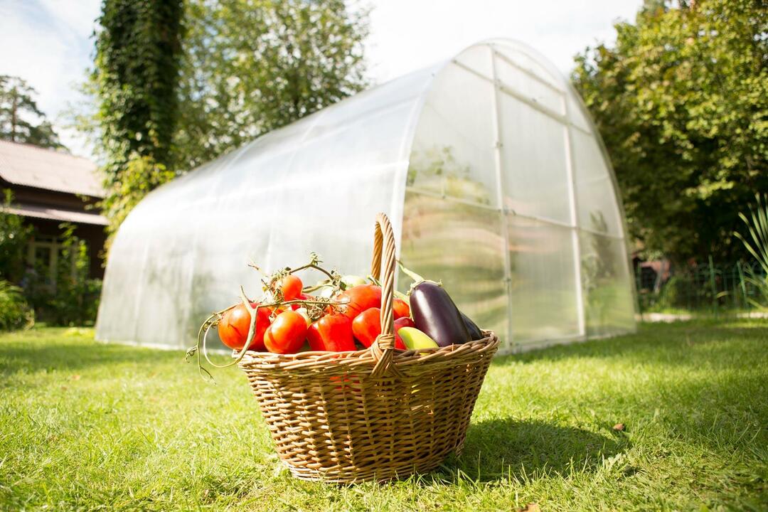 Cultiver des légumes dans des serres: serres pour la courge, la roquette et variétés végétales, avec leurs mains en polycarbonate