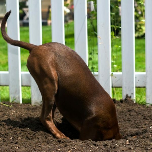 Nagnjenost k kopati luknje lahko pomaga, da bi pes pobegnil iz zaprtega