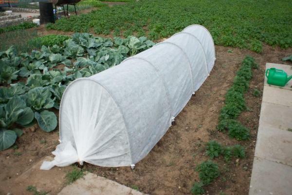 Eco drivhus "Summer" - en slags komfortable telt for frøplante