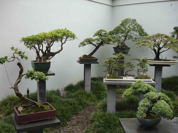 Pot para bonsai: con las manos trasplantado, con un patrón