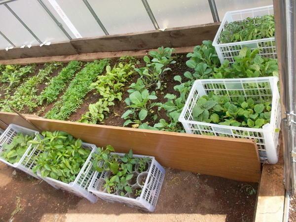 Mixed plantio de hortaliças em estufas particulares permite o uso eficiente de uma área protegida para a maturação precoce dos frutos