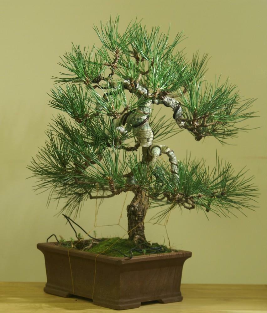 Økende noen bonsai treet - det er en langsiktig prosess med omhyggelig pleie av den nye fabrikken
