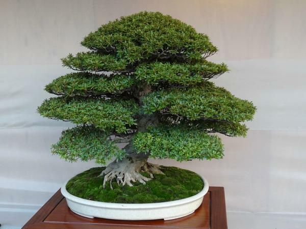 Ada banyak pohon yang cocok untuk bonsai dan mudah untuk mengambil akar di rumah