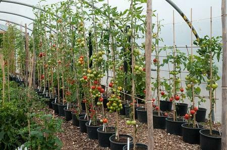 Vysoké rajčata, doporučuje se být pěstovány ve velkých sklenících