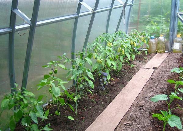 Munakoiso ja paprikat kasvihuoneessa istuttaa ja kasvaa, kasvi pippuri