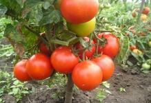 20 variedades, anão-tomates-not-exigindo-pasynkovaniya-to-terreno aberto