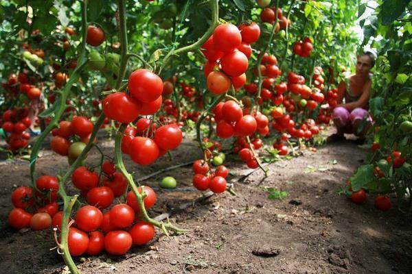 I massen dyrking av drivhus høye tomater bør være utstyrt med et automatisk vanningssystem