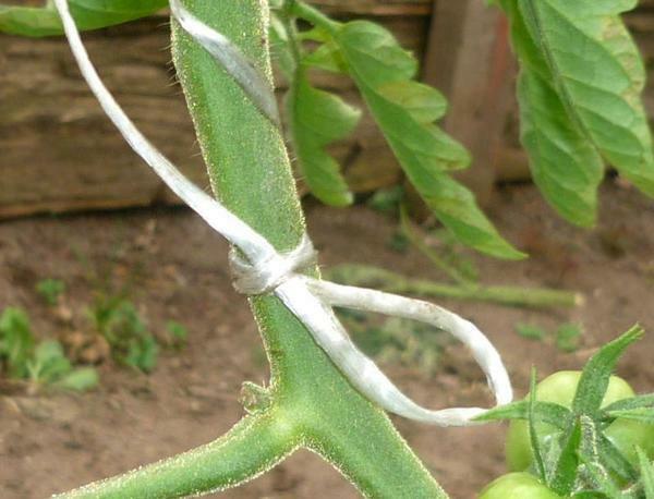 Det finns olika sätt att knyta, men det viktigaste - att ansluta sig till rätt teknik utan att skada buskar av tomater