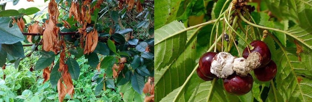 Cherry Vladimirskaya, fajtaleírás, jellemzők és áttekintések, termesztési jellemzők