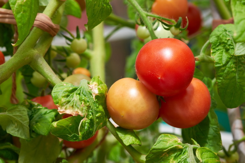 Relleno de tomate blanco