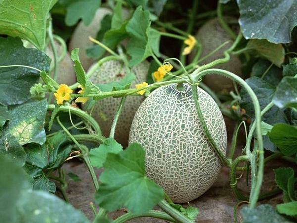 Pogoji toplogrednih melona zahtevajo posebno nego, ki je, poleg tega, da zalivanje in gnojenje, in celo predlaga oblikovanje grmovje