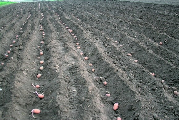 En-linjes måte å plante poteter på
