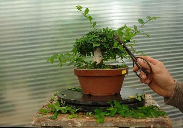 Untuk tumbuh pohon miniatur, perlu dari waktu ke waktu memotong bagian atas