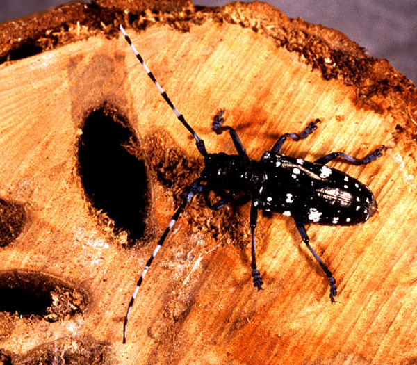Las plagas de insectos pueden arruinar la madera en un corto período de tiempo.