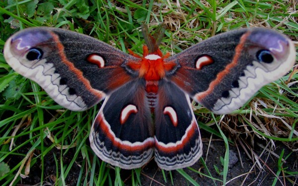Butterfly spremeni, spremeni v metulja... v notranjost dnevne sobe 