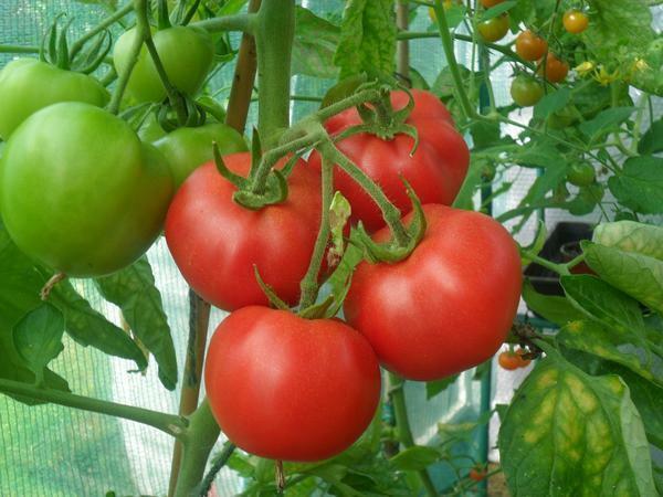 Bevor Sie eine bestimmte Art von Tomaten kaufen soll die Verkäufer über die selbstbestäubten fragen oder nicht