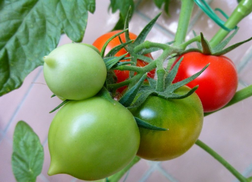 Odrůdy rajčat pro severozápadní region Ruska: popis, vlastnosti a recenze, pěstování