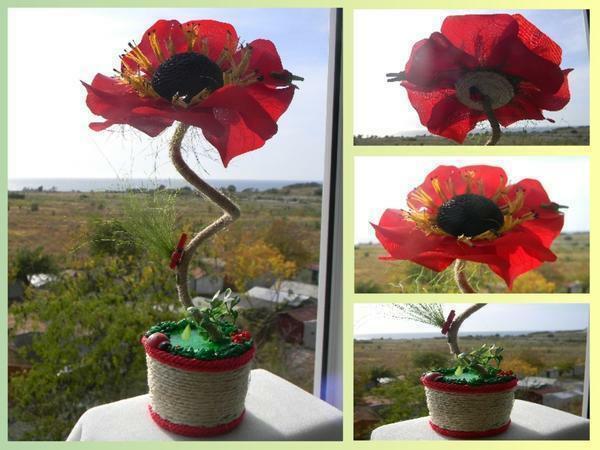 Poppies - prachtige bloemen en topiary "Maki" koffie - een zeer interessante compositie