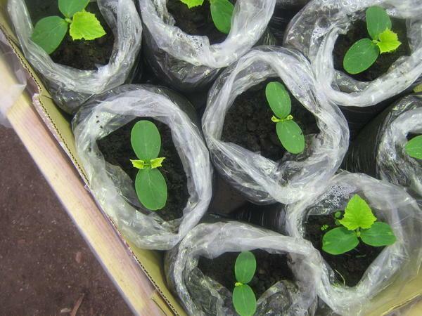 Správna výsadba sadeníc a organizácie lôžok v skleníku - záruku, že zelenina sú zrelé na pár dní