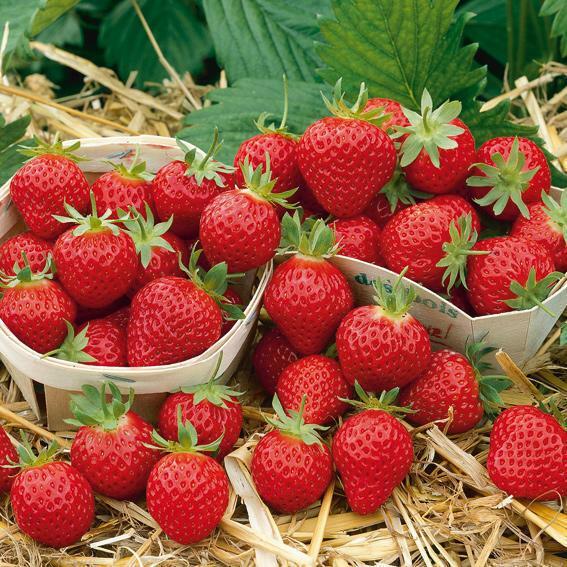 Înainte de a crește căpșuni, este necesar să se stabilească legături comerciale