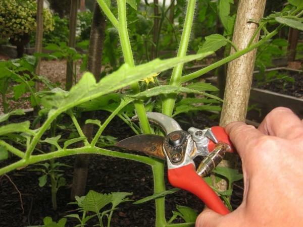 Pasynkovanie - a remoção de extra de brotos que a planta produz para o crescimento do mato