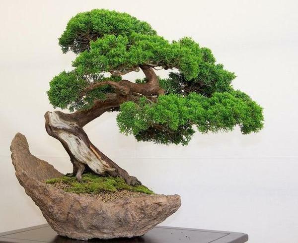 Bonsai - en miniatyr kopi av naturlig tre