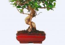 774.756-bonsai-ficus-retusa-30-35-03