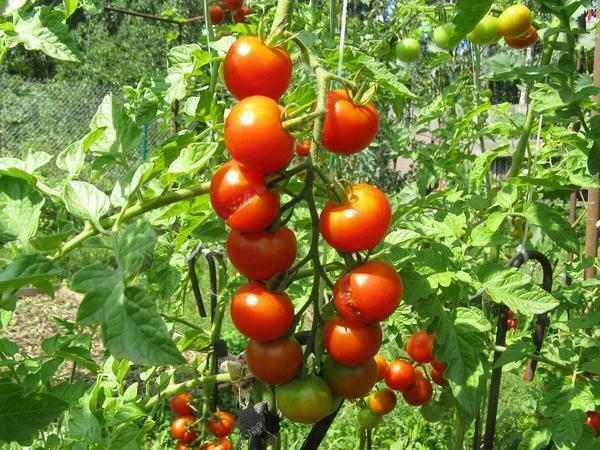 Popraskané rajčata ve skleníku, proč, když jsou zralé praskla a trhlin rajčata, červené ve skleníku