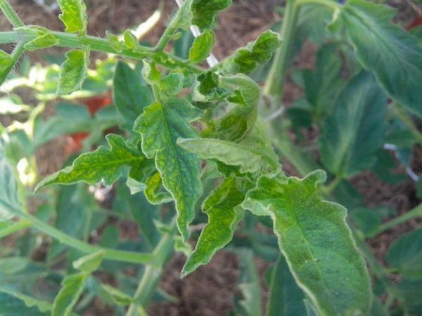 Kasvaville tomaatit, käytä laadukkaita maaperässä, joka sisältää riittävästi ravinteita
