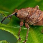 Kumbang bunga