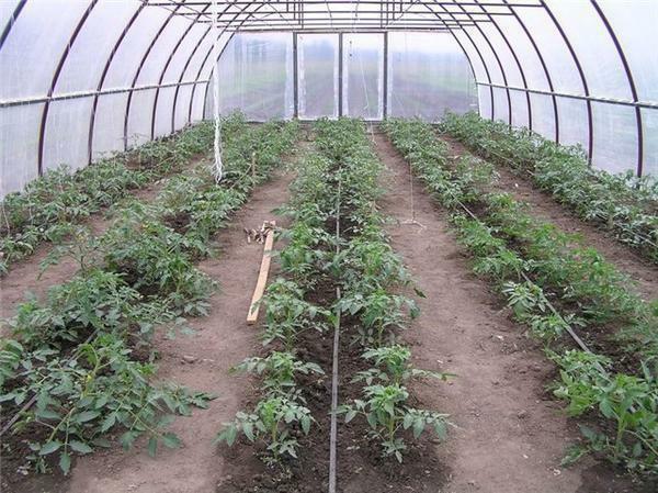Antes de plantar tomates na estufa, é necessário preparar o caminho