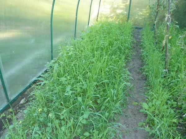Verde letame - impianti speciali che fertilizzare il terreno