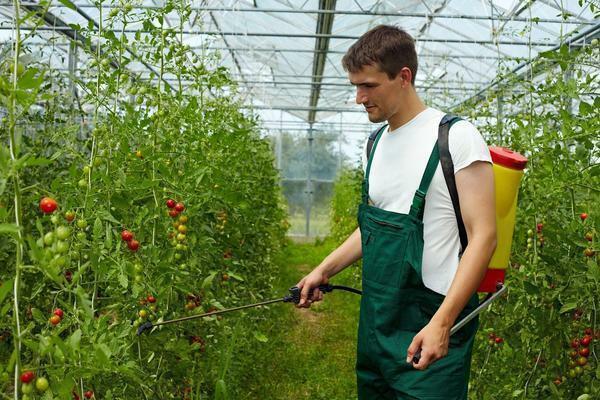 Tomater i drivhuset behov for at blive sprøjtet til beskyttelse mod skadedyr og sygdomme