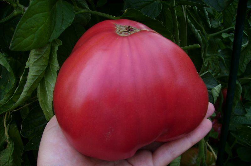 Les variétés douces de tomates pour les serres chaudes: les tomates, suaves commentaires
