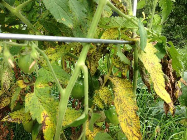 Uma das razões por que as folhas ficam amarelas no tomate, é a falta de nutrientes no solo