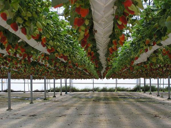 Het kweken van aardbeien in kassen het hele jaar door technologie: met zijn handen rond, video variëteiten