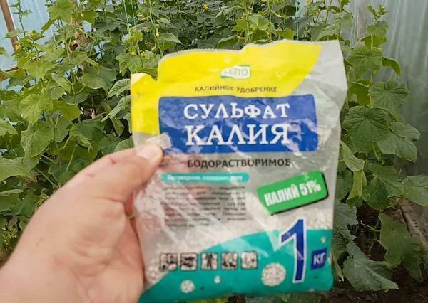 Fertilizers for cucumbers in the greenhouse: ash for soil and manure, soil and mineral soil, in greenhouse preparations